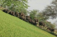 chhattisgarh ajab gajab 