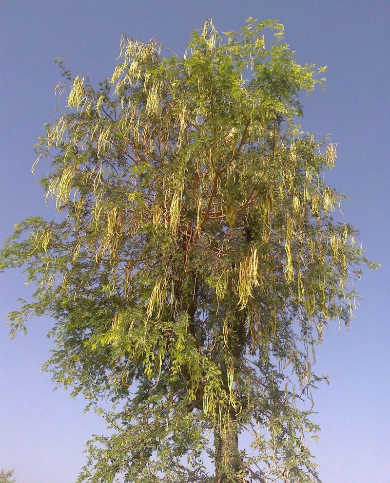 समदड़ी. कस्बे के निकट खेजड़ी पर लगी सांगरी।