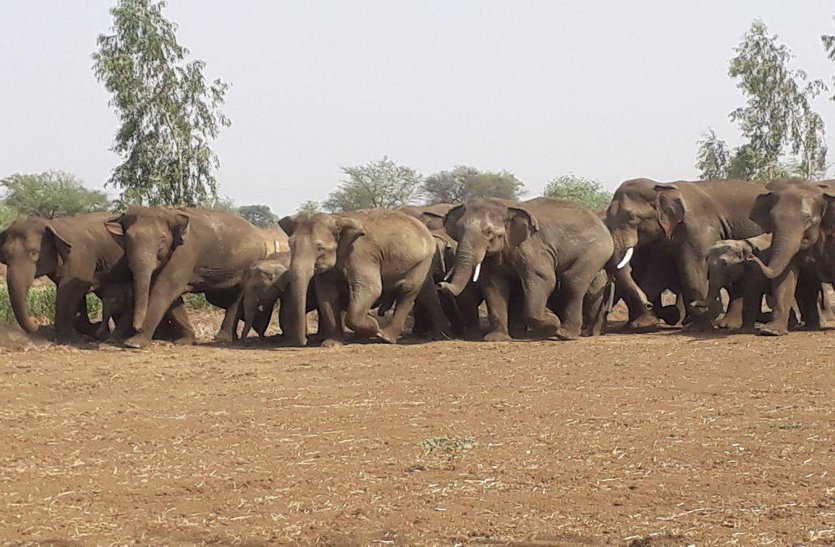 group of elephant