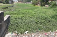 वार्ड क्रमांक 33 मेें सिर्फ एक तालाब, लेकिन उसका भी रखरखाव करने किसी ने नहीं की पहल