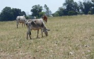 Farmer are being ruined by animal in Rewa, gov have not arrangements