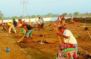 Bemetara Breaking news, MNREGA In Bemetara