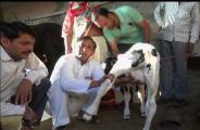 Cow's heifer
