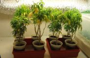 Plantation