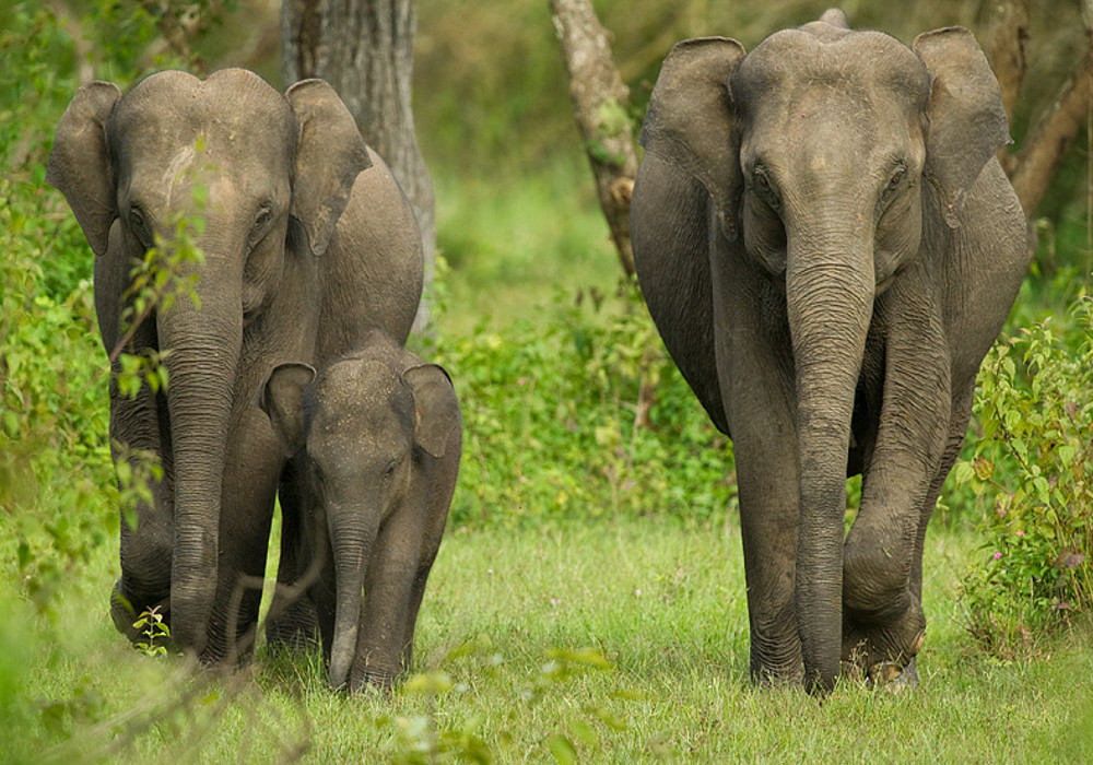 Elephant