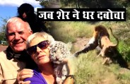 lion attack