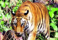 sanjay national park tiger project