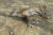Baby Deer