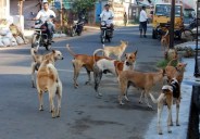 sitapur