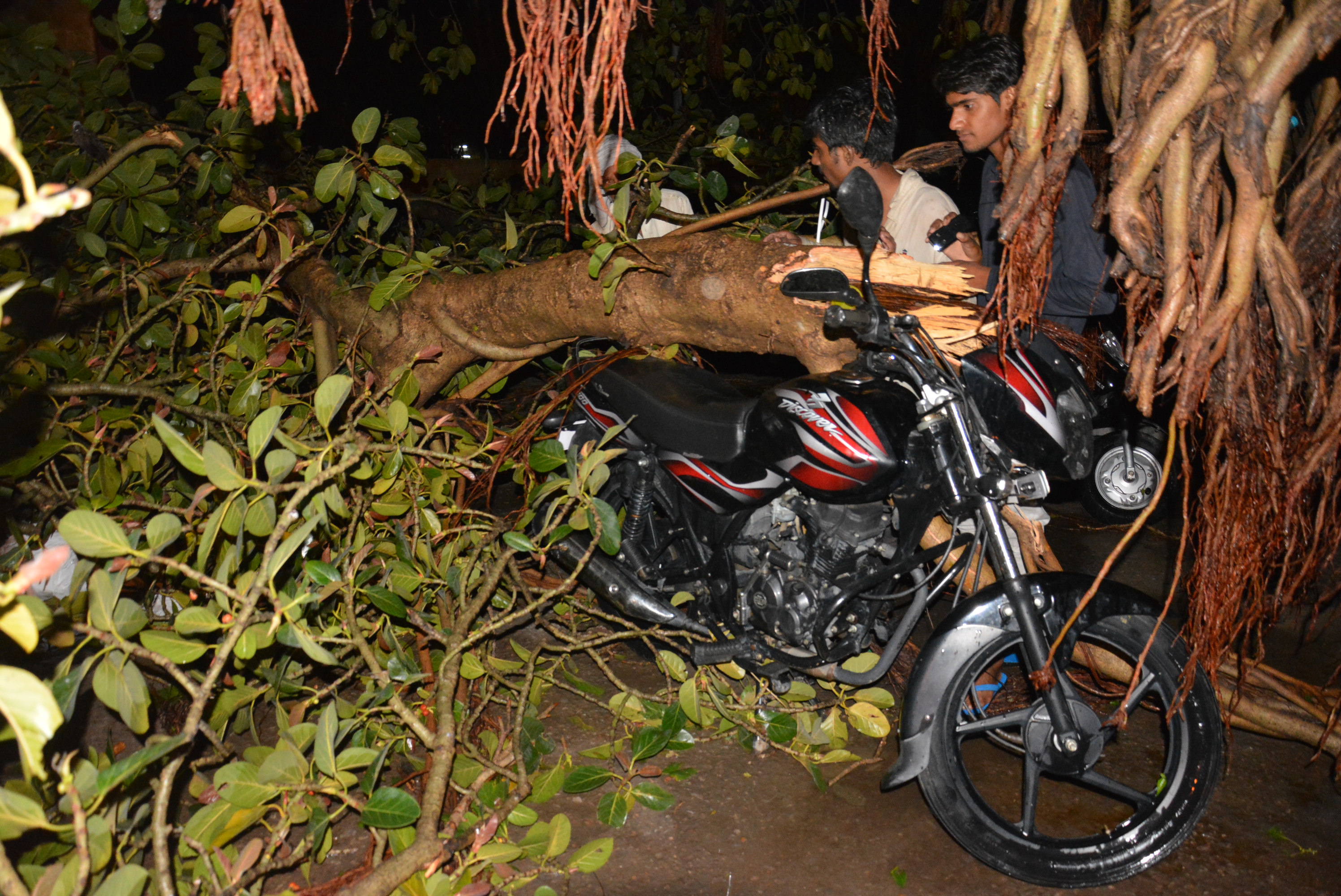 Bikes pressed under trees after storm