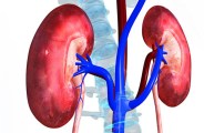 kidney 