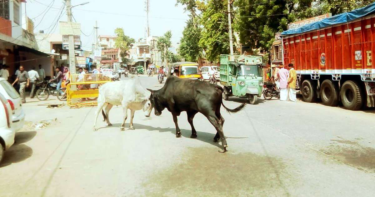 bull fight in bandikui 