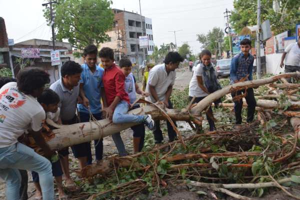 Helping hands helped in removing trees