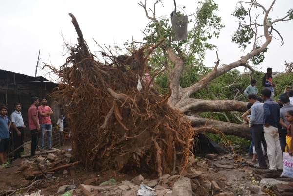 Photos of loss in alwar by storm
