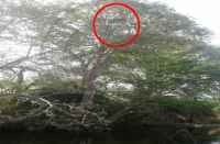 Panther attacks injured two youths in bhilwara