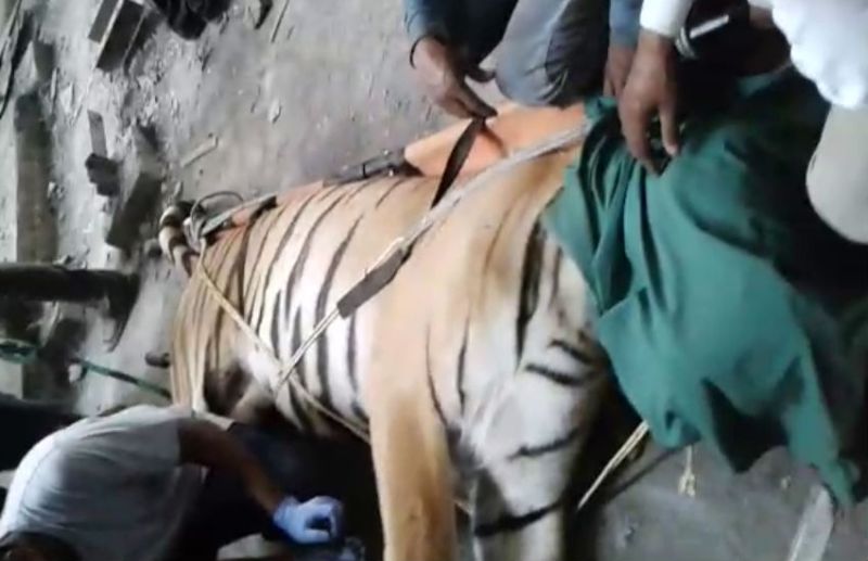 Hunting of tigers in sohagpur str and ek tha tiger