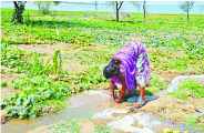 Illegal cultivation Meja Dam in bhilwara