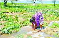 Illegal cultivation Meja Dam in bhilwara