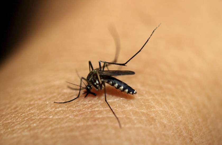 Chikungunya
