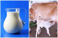benefits of cow milk