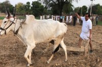  खेत में हल 