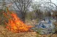  वन क्षेत्र में लगी आग 