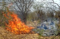  वन क्षेत्र में लगी आग 