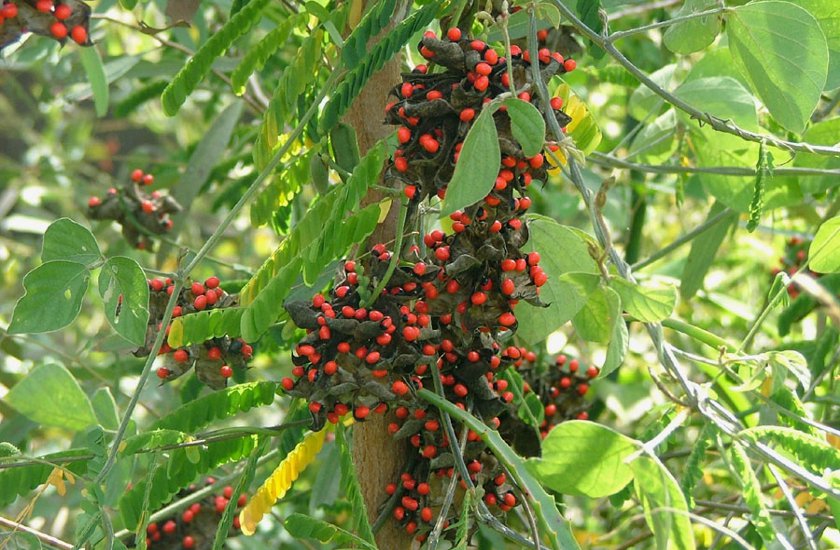 Gunja ke tantra totake