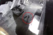 Dog attack
