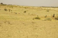  प्लाटेंशन