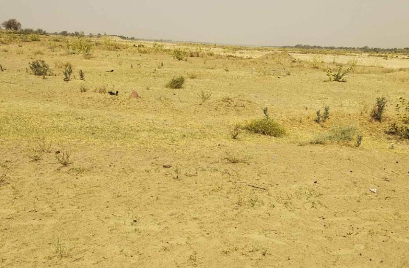 प्लाटेंशन