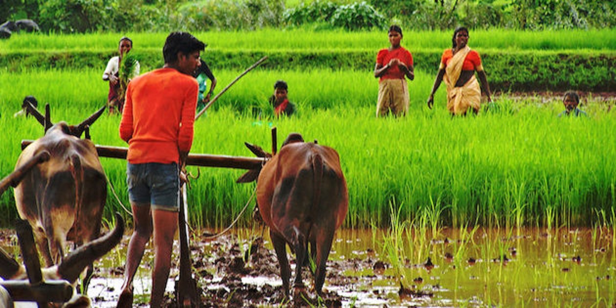 Danger Farming Letest News In Hindi Neemuch