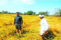 Not divided compensation to farmers in bhilwara