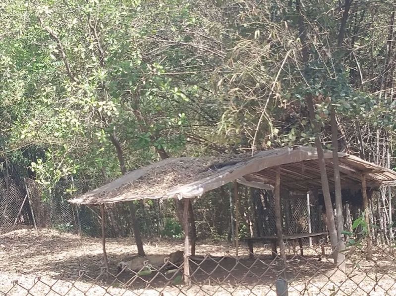 patrika