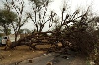 Dust and Thunderstorm alert in Rajasthan, Dust storm highlights in Jodhpur