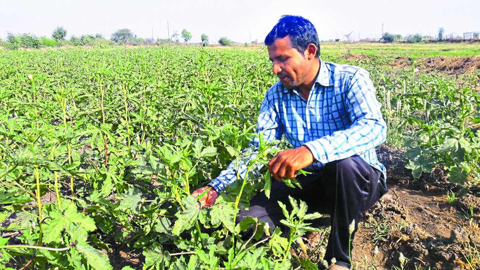 Organic farming news in hindi
