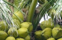 coconut farming In rajasthan