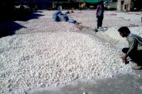 Jodhpur,farmers,Rajasthan Government,Jodhpur Hindi news,jodhpur latest news,Garlic Crop,farmers garlic crop,rajfaid,