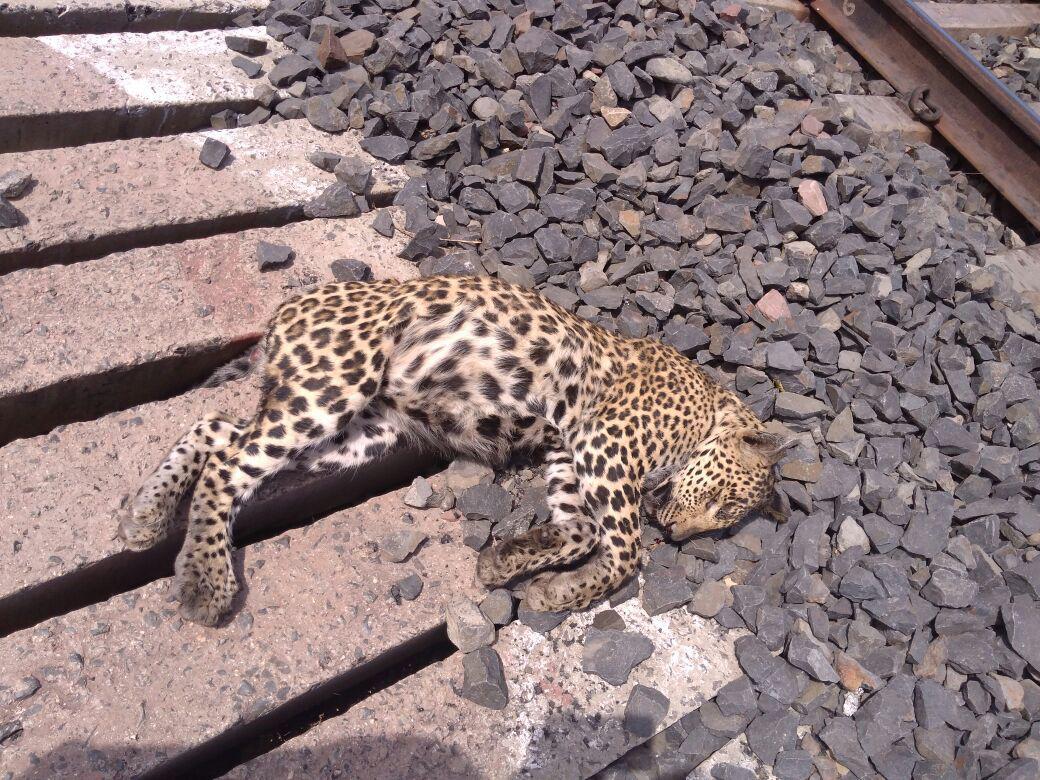 Panther's death from train collision