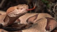 snake