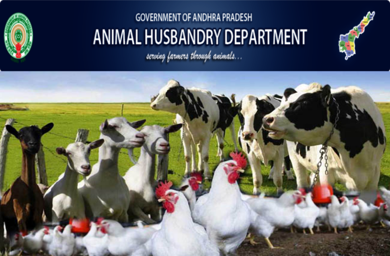 jobs-in-andhra-pradesh-animal-husbandry-department