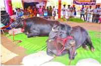 Mahyaagya in Kothi Charbajanath in bhilwara