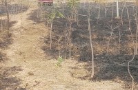 कलेक्टोरेट परिसर के पीछे लगी आग, सांसद, विधायक, कलेक्टर, एसपी सहित अन्य अफसरों के पौधे जल कर खाक