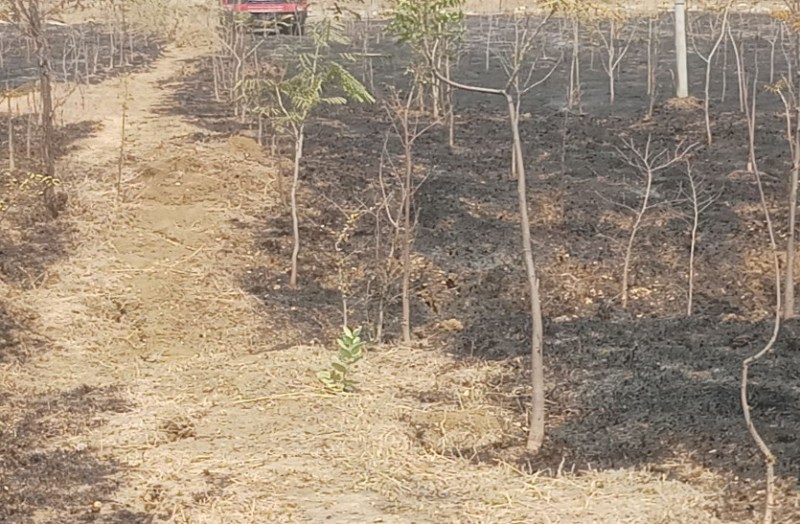 कलेक्टोरेट परिसर के पीछे लगी आग, सांसद, विधायक, कलेक्टर, एसपी सहित अन्य अफसरों के पौधे जल कर खाक