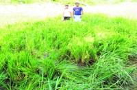 शाम तक खुशियां झलक रही थी इन किसानों के चेहरों पर, अचानक ऐसा क्या हुआ कि सुबह होते ही आंखों में भर आए आंसू, पढि़ए खबर...