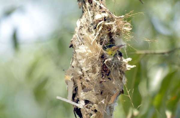 Photo Gallery : चिलचिलाती धूप में ये परिंदा बच्चों के लिए चुन-चुन कर ला रही दानें, मां की ममता देख पसीज जाएगा आपका दिल...