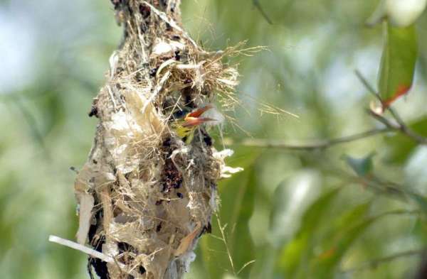 Photo Gallery : चिलचिलाती धूप में ये परिंदा बच्चों के लिए चुन-चुन कर ला रही दानें, मां की ममता देख पसीज जाएगा आपका दिल...