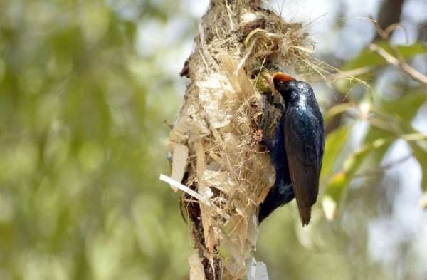Photo Gallery : चिलचिलाती धूप में ये परिंदा बच्चों के लिए चुन-चुन कर ला रही दानें, मां की ममता देख पसीज जाएगा आपका दिल...