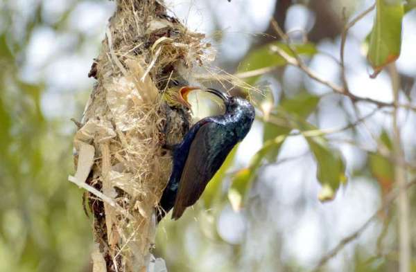 Photo Gallery : चिलचिलाती धूप में ये परिंदा बच्चों के लिए चुन-चुन कर ला रही दानें, मां की ममता देख पसीज जाएगा आपका दिल...