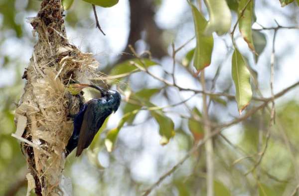 Photo Gallery : चिलचिलाती धूप में ये परिंदा बच्चों के लिए चुन-चुन कर ला रही दानें, मां की ममता देख पसीज जाएगा आपका दिल...